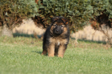 german shepherd dog alone on the grass