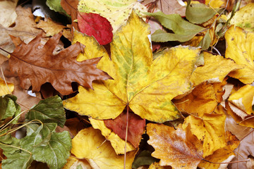 Leaves