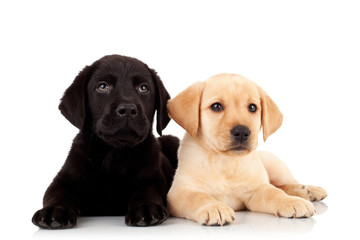 two cute labrador puppies