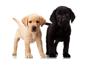 two cute labrador puppies