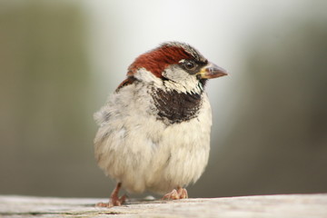 Einen Singvogel