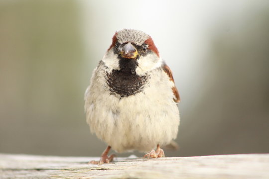 Kleiner Spatz