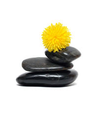 Balancing Dandelion