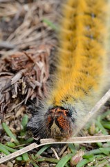 Chenille