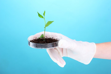 test tube with plants on blue background