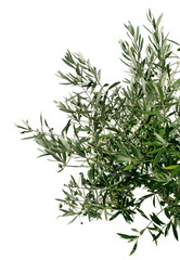 Junger Olivenbaumzweig