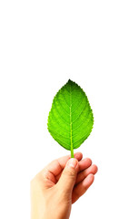 Green leaf on hand