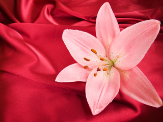 Pink lily on the red silk background
