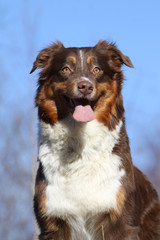 portrait de face du berger australien
