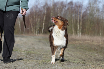 berger australien marchant aux côtés de son maître