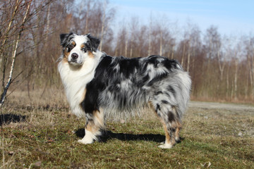 berger australien de profil