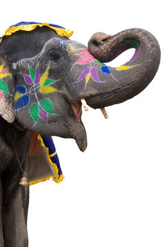 colorful hand painted saluting elephant,Jaipur,India