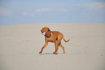 dog on the sandy beach