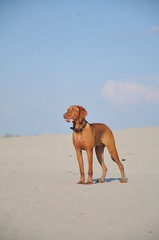 dog on the sandy beach