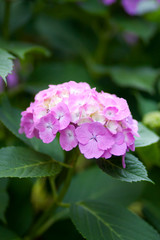 アジサイの花と葉