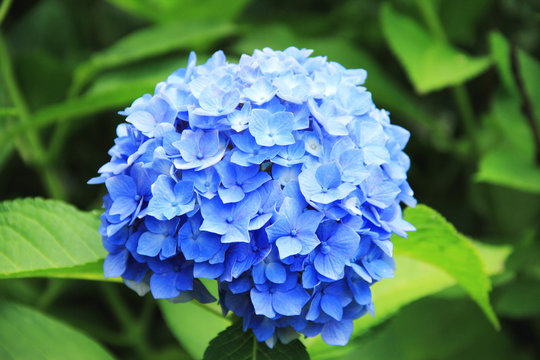 70 Best 青い紫陽花 Images Stock Photos Vectors Adobe Stock 70 Best 青い紫陽花 Images Stock Photos Vectors Adobe Stock