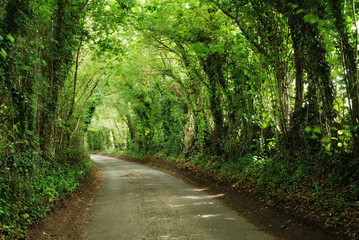 Green tunnel