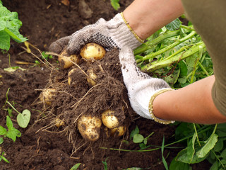 Young potatoes