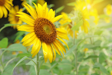 Sunflower