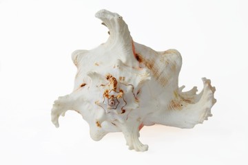 Морская ракушка