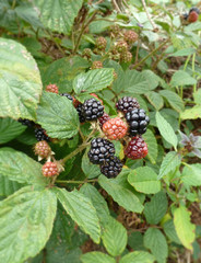 wilde Brombeeren