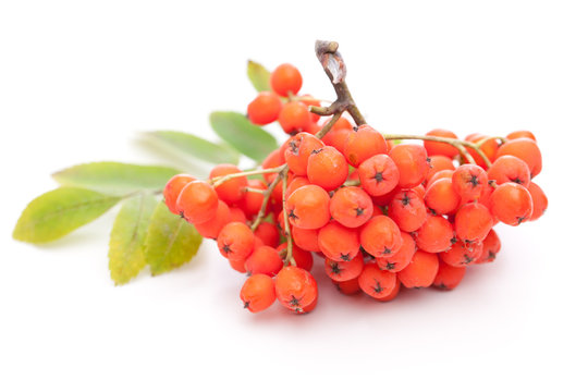 Eberesche (Sorbus aucuparia) beeren auf wei&szlig;em Hintergrund