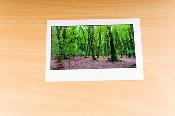 Forest on the picture frames
