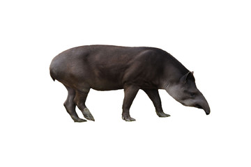 tapir - obrazy, fototapety, plakaty