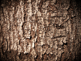 Wooden texture