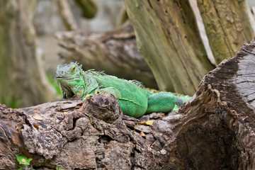 green iguana