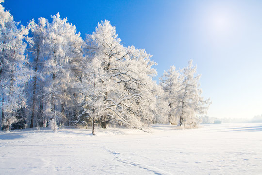 Fototapeta Winter park with snow