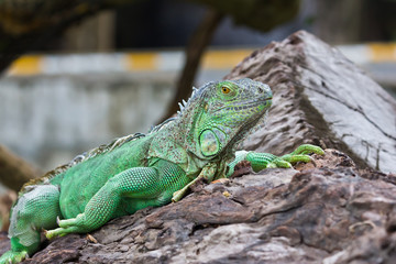 green iguana