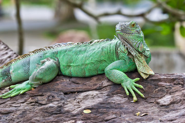 green iguana