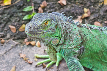 green iguana