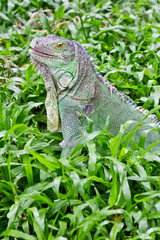green iguana