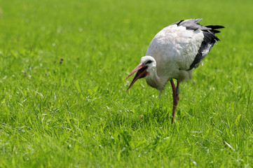 Ciconia ciconia