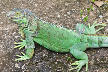 green iguana