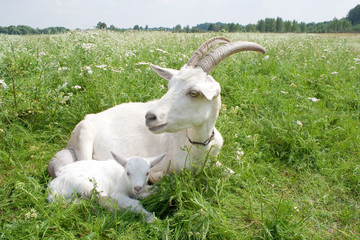 Goat with a newborn kid.