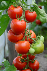 tomatoes on a branch