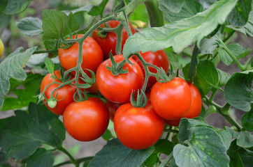 tomatoes on a branch