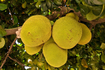 Breadfruit