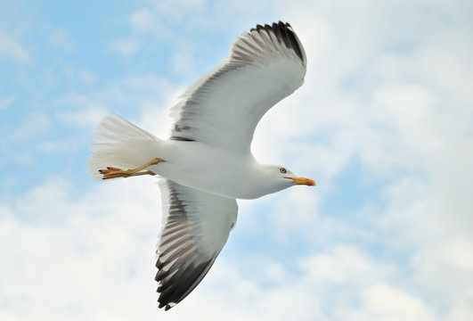 A seagull soaring in a blue sky