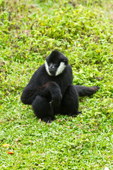 white Cheek Gibbon