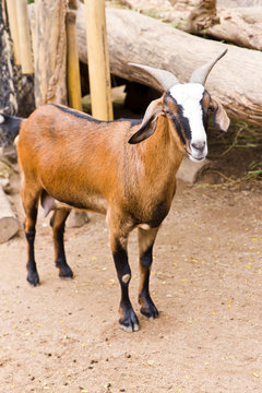 portrait of goat