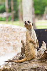 portrait of meerkat