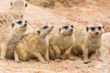 portrait of meerkats