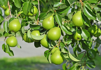 Green pear on the branch of the tree