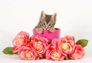 Cat and flowers