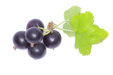 black currant
