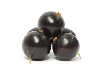 black currant